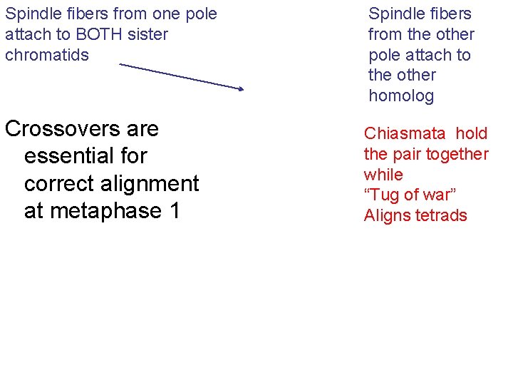 Spindle fibers from one pole attach to BOTH sister chromatids Spindle fibers from the