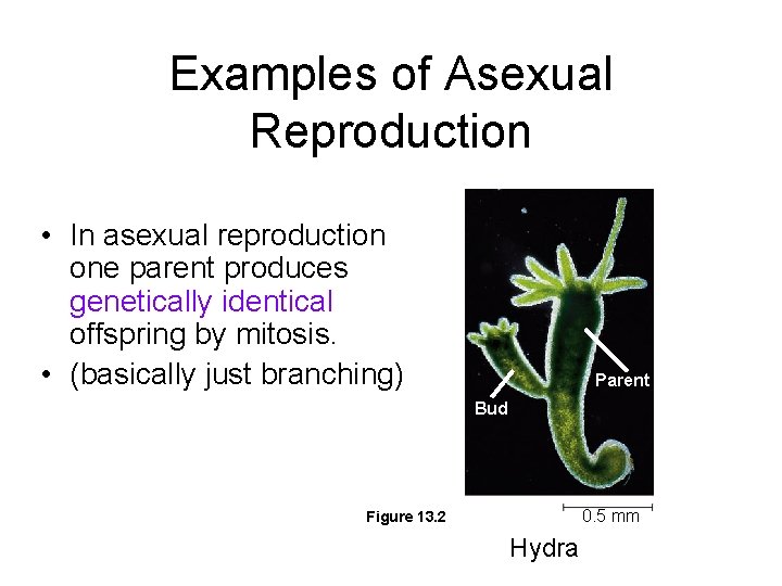 Examples of Asexual Reproduction • In asexual reproduction one parent produces genetically identical offspring