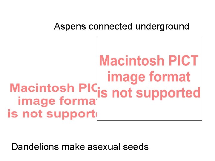 Aspens connected underground www. robertturnerphoto. com Dandelions make asexual seeds 