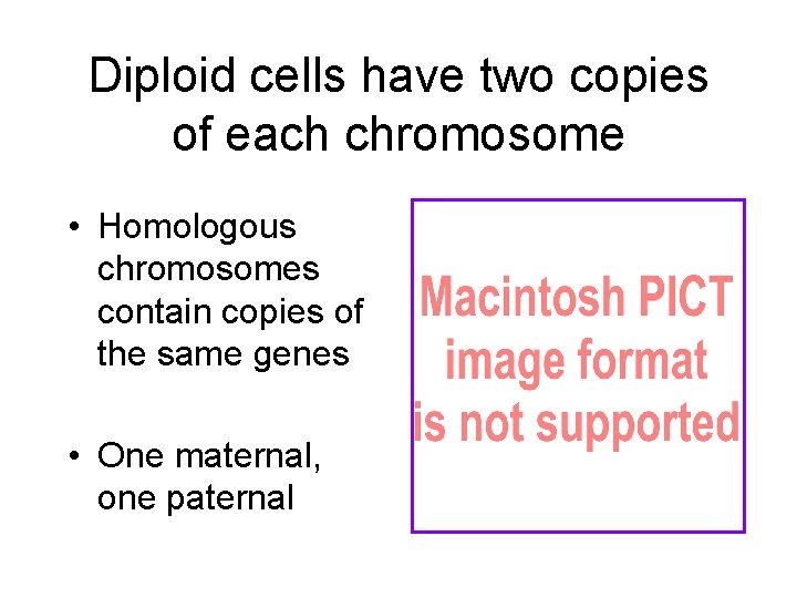 Diploid cells have two copies of each chromosome • Homologous chromosomes contain copies of