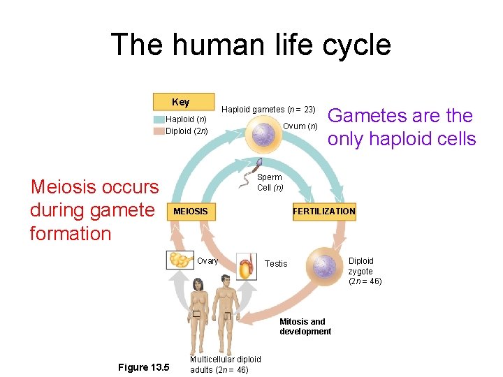 The human life cycle Key Haploid gametes (n = 23) Haploid (n) Diploid (2