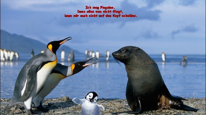 Ich mag Pinguine. Denn alles was nicht fliegt, kann mir auch nicht auf den