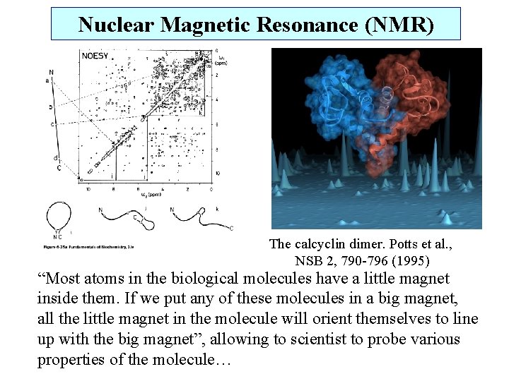 Nuclear Magnetic Resonance (NMR) The calcyclin dimer. Potts et al. , NSB 2, 790