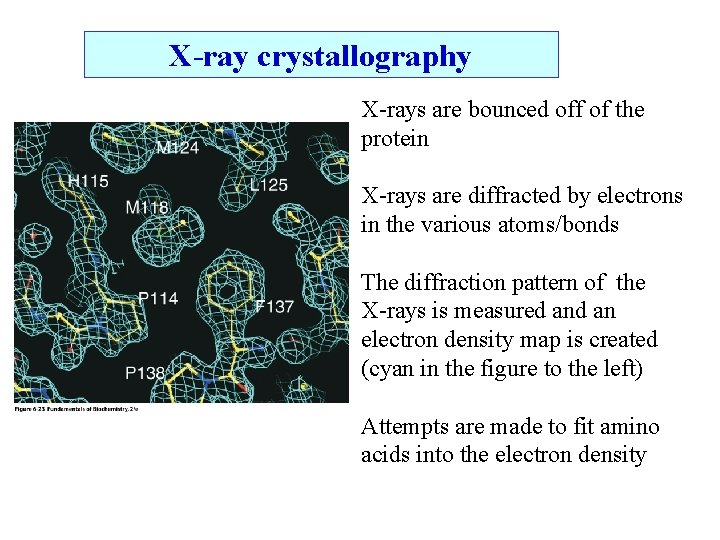 X-ray crystallography X-rays are bounced off of the protein X-rays are diffracted by electrons