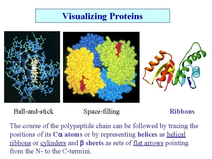 Visualizing Proteins Ball-and-stick Space-filling Ribbons The course of the polypeptide chain can be followed