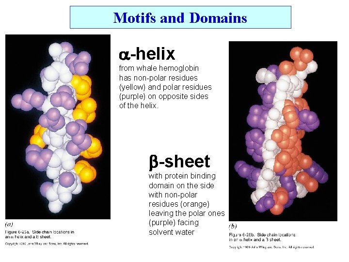 Motifs and Domains -helix from whale hemoglobin has non-polar residues (yellow) and polar residues