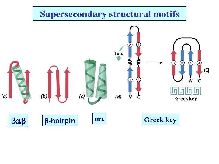 Supersecondary structural motifs Nucleotide binding Rossman Fold b b b Most common Common -hairpin