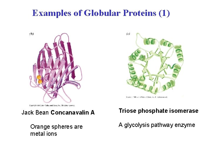 Examples of Globular Proteins (1) Jack Bean Concanavalin A Triose phosphate isomerase Orange spheres