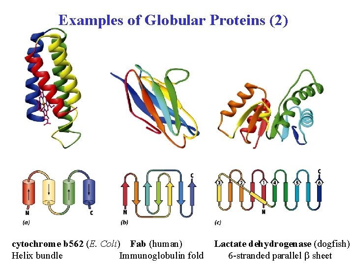 Examples of Globular Proteins (2) cytochrome b 562 (E. Coli) Fab (human) Helix bundle