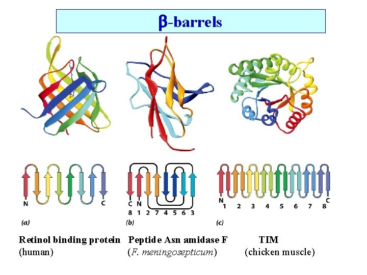  -barrels Retinol binding protein Peptide Asn amidase F (human) (F. meningosepticum) TIM (chicken