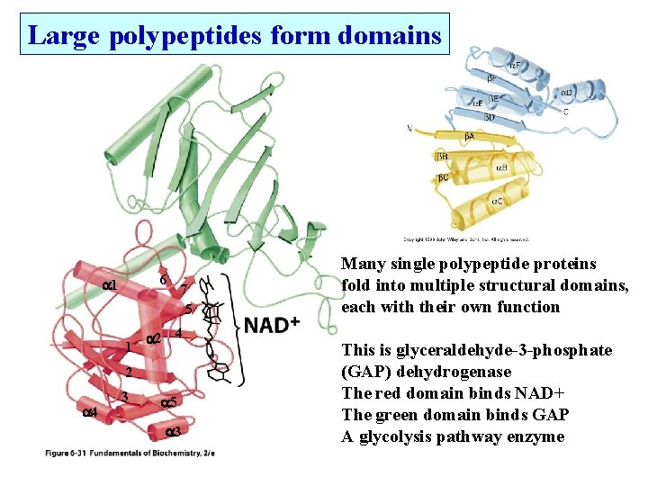 Large polypeptides form domains 6 1 1 7 5 2 4 3 5 3