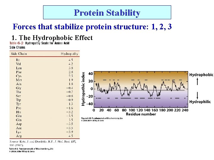 Protein Stability Forces that stabilize protein structure: 1, 2, 3 1. The Hydrophobic Effect