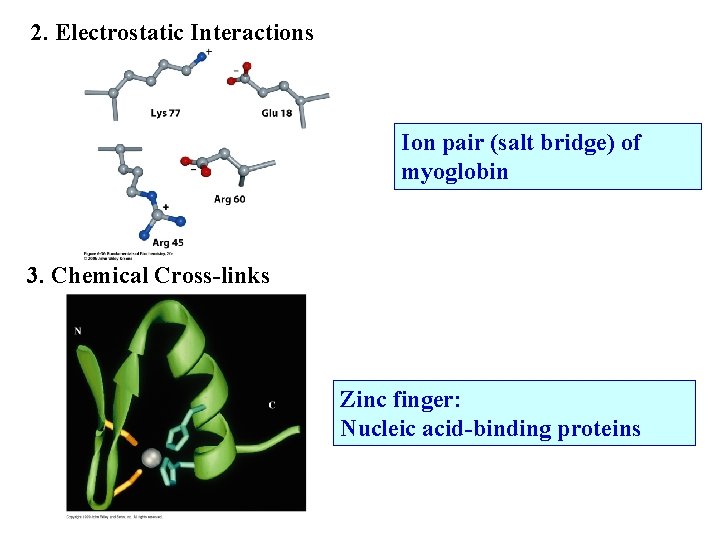 2. Electrostatic Interactions Ion pair (salt bridge) of myoglobin 3. Chemical Cross-links Zinc finger: