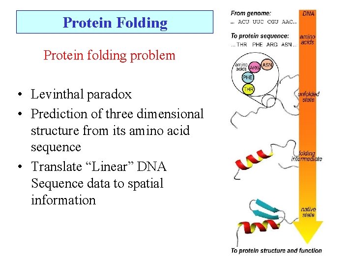 Protein Folding Protein folding problem • Levinthal paradox • Prediction of three dimensional structure