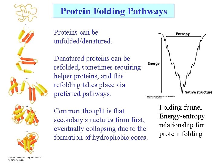 Protein Folding Pathways Proteins can be unfolded/denatured. Denatured proteins can be refolded, sometimes requiring