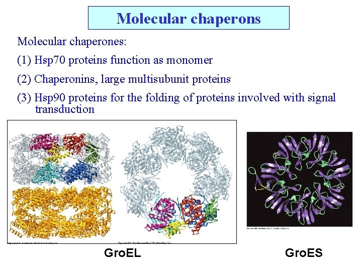 Molecular chaperons Molecular chaperones: (1) Hsp 70 proteins function as monomer (2) Chaperonins, large