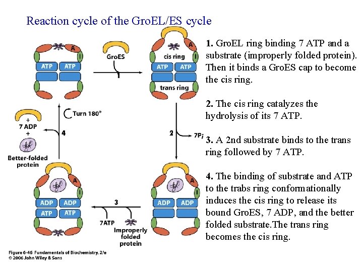 Reaction cycle of the Gro. EL/ES cycle 1. Gro. EL ring binding 7 ATP