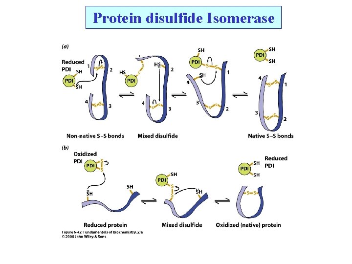 Protein disulfide Isomerase 