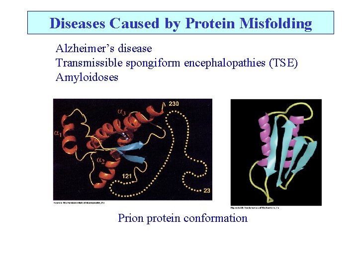 Diseases Caused by Protein Misfolding Alzheimer’s disease Transmissible spongiform encephalopathies (TSE) Amyloidoses Prion protein