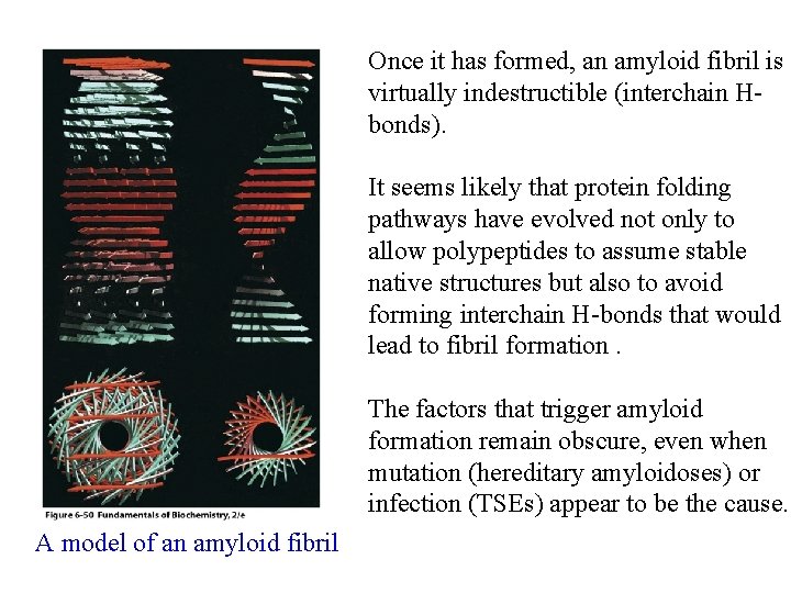 Once it has formed, an amyloid fibril is virtually indestructible (interchain Hbonds). It seems