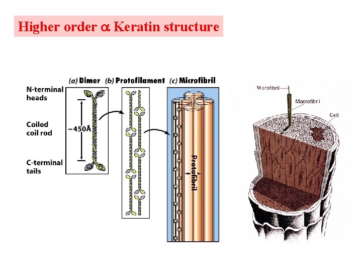 Higher order Keratin structure 