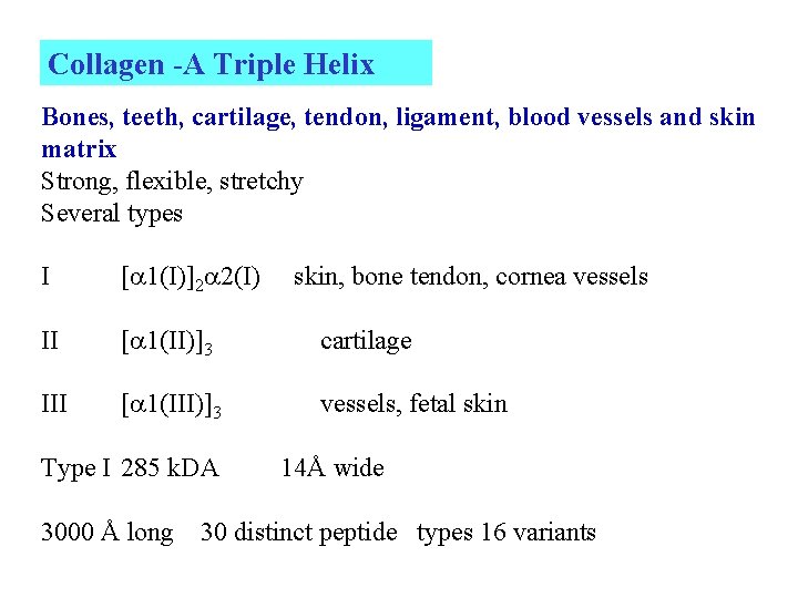 Collagen -A Triple Helix Bones, teeth, cartilage, tendon, ligament, blood vessels and skin matrix