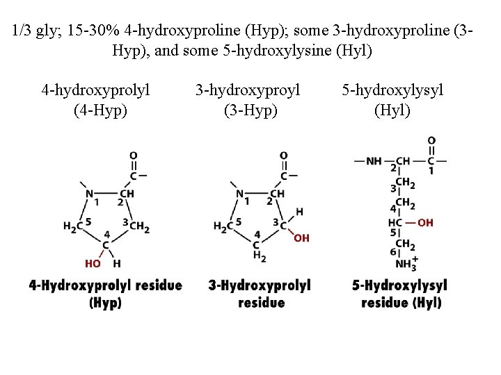 1/3 gly; 15 -30% 4 -hydroxyproline (Hyp); some 3 -hydroxyproline (3 Hyp), and some