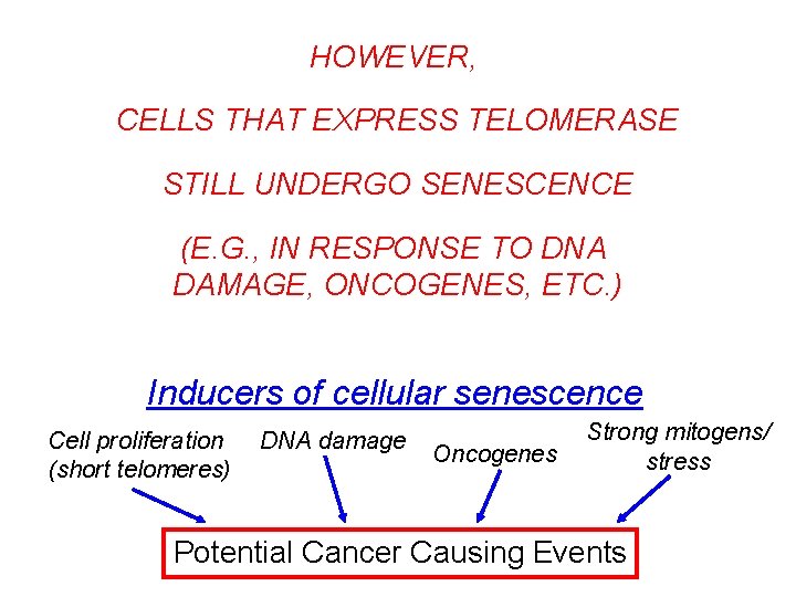 HOWEVER, CELLS THAT EXPRESS TELOMERASE STILL UNDERGO SENESCENCE (E. G. , IN RESPONSE TO