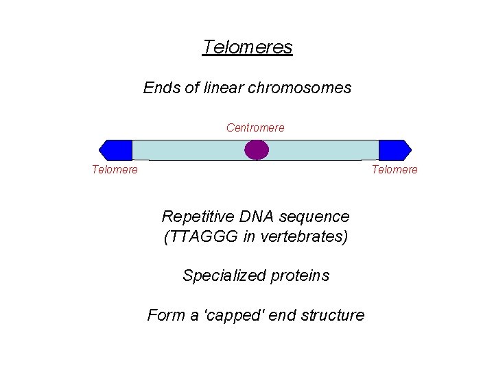 Telomeres Ends of linear chromosomes Centromere Telomere Repetitive DNA sequence (TTAGGG in vertebrates) Specialized