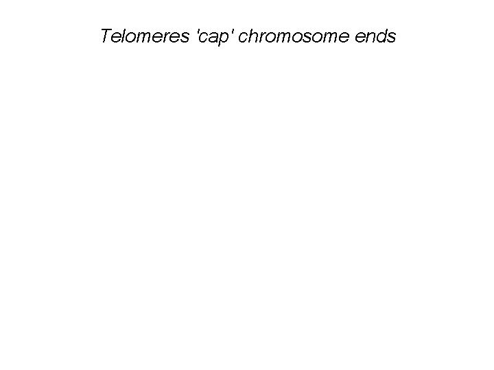 Telomeres 'cap' chromosome ends 