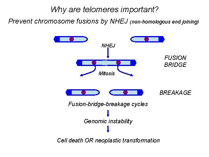 Why are telomeres important? Prevent chromosome fusions by NHEJ (non-homologous end joining) NHEJ FUSION