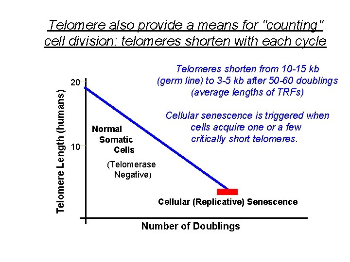 Telomere also provide a means for "counting" cell division: telomeres shorten with each cycle