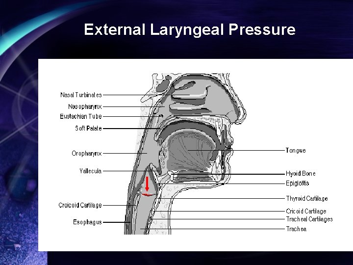 External Laryngeal Pressure 