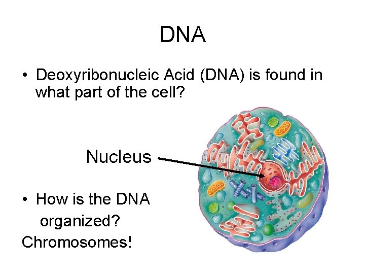 DNA • Deoxyribonucleic Acid (DNA) is found in what part of the cell? Nucleus