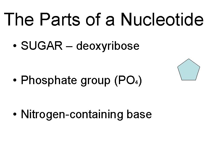 The Parts of a Nucleotide • SUGAR – deoxyribose • Phosphate group (PO 4)