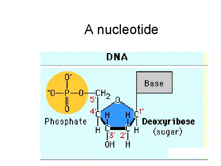 A nucleotide 