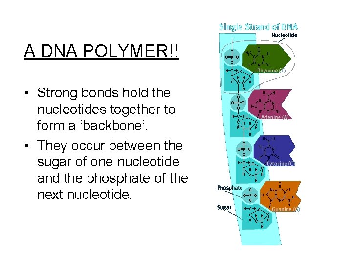 A DNA POLYMER!! • Strong bonds hold the nucleotides together to form a ‘backbone’.