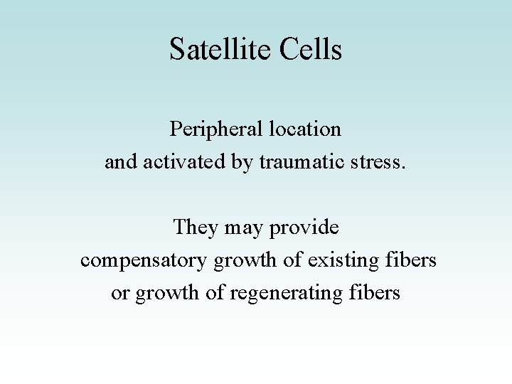 Satellite Cells Peripheral location and activated by traumatic stress. They may provide compensatory growth