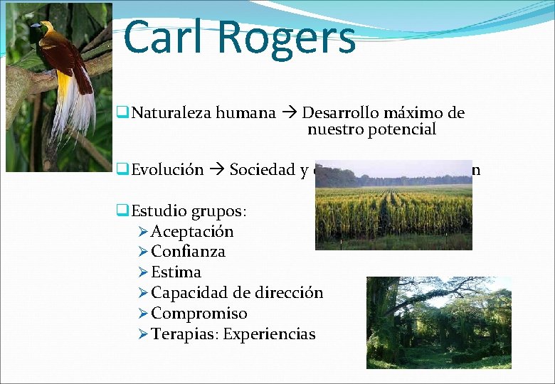 Carl Rogers q Naturaleza humana Desarrollo máximo de nuestro potencial q Evolución Sociedad y