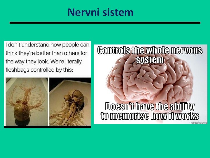 Nervni sistem 