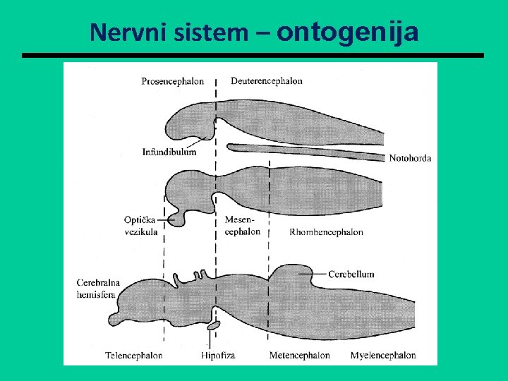 Nervni sistem – ontogenija 