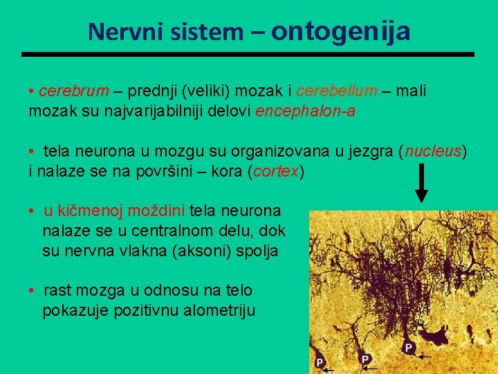 Nervni sistem – ontogenija • cerebrum – prednji (veliki) mozak i cerebellum – mali
