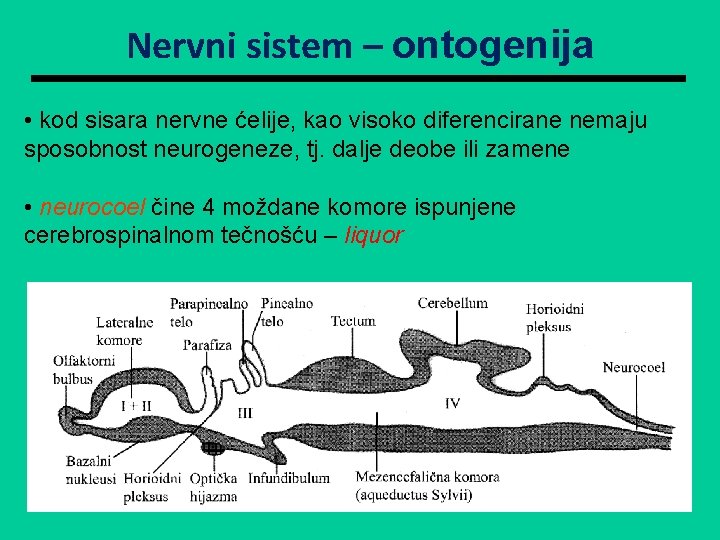 Nervni sistem – ontogenija • kod sisara nervne ćelije, kao visoko diferencirane nemaju sposobnost