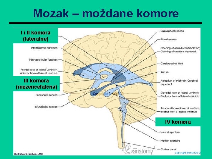 Mozak – moždane komore I i II komora (lateralne) III komora (mezencefalčna) IV komora Mozak – moždane komore I i II komora (lateralne) III komora (mezencefalčna) IV komora