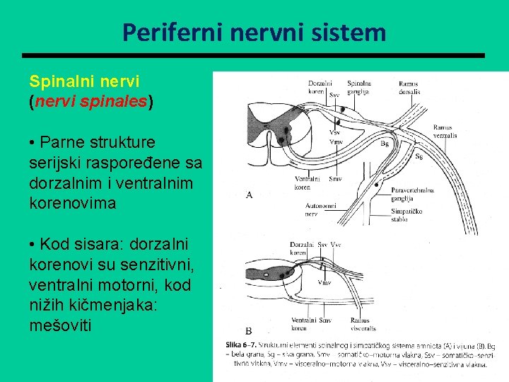 Periferni nervni sistem Spinalni nervi (nervi spinales) • Parne strukture serijski raspoređene sa dorzalnim Periferni nervni sistem Spinalni nervi (nervi spinales) • Parne strukture serijski raspoređene sa dorzalnim