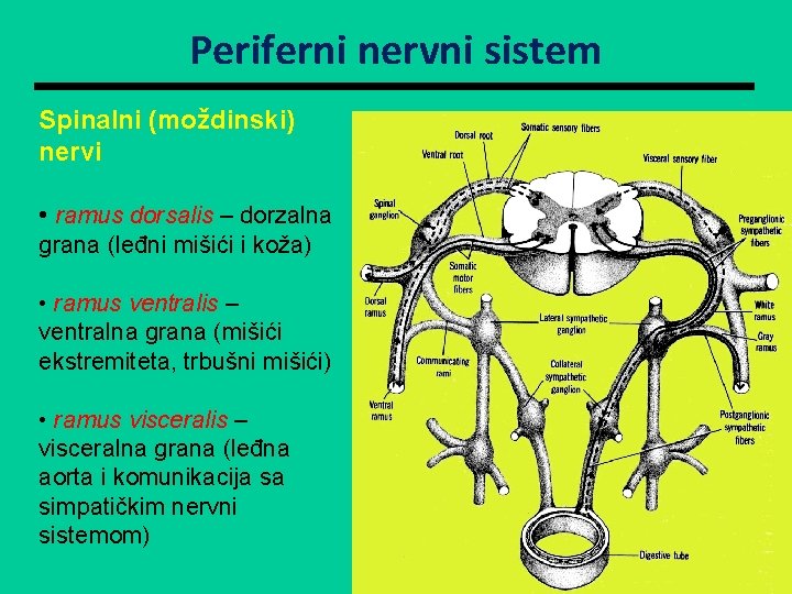 Periferni nervni sistem Spinalni (moždinski) nervi • ramus dorsalis – dorzalna grana (leđni mišići
