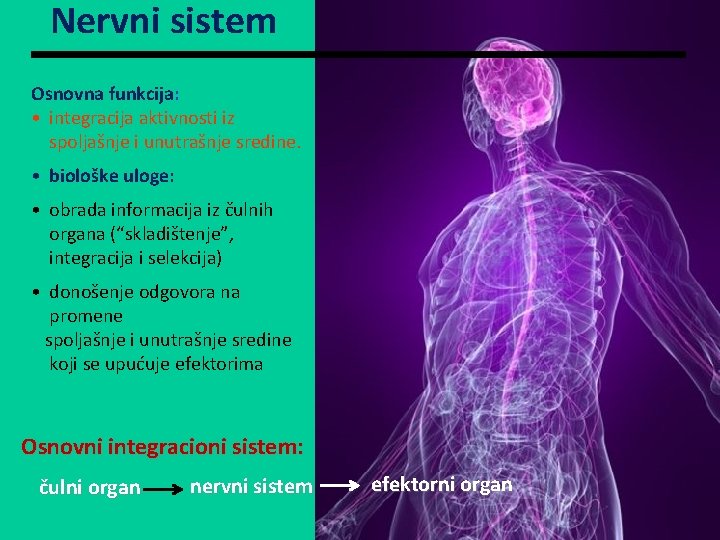 Nervni sistem Osnovna funkcija: • integracija aktivnosti iz spoljašnje i unutrašnje sredine. • biološke