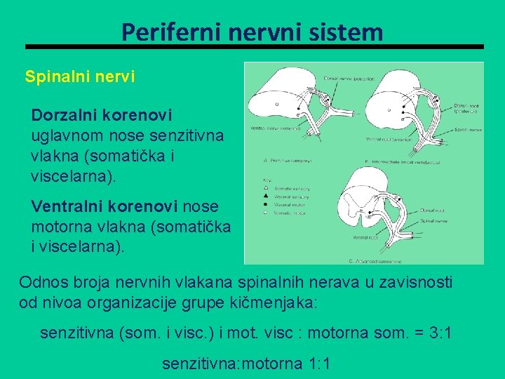 Periferni nervni sistem Spinalni nervi Dorzalni korenovi uglavnom nose senzitivna vlakna (somatička i viscelarna).
