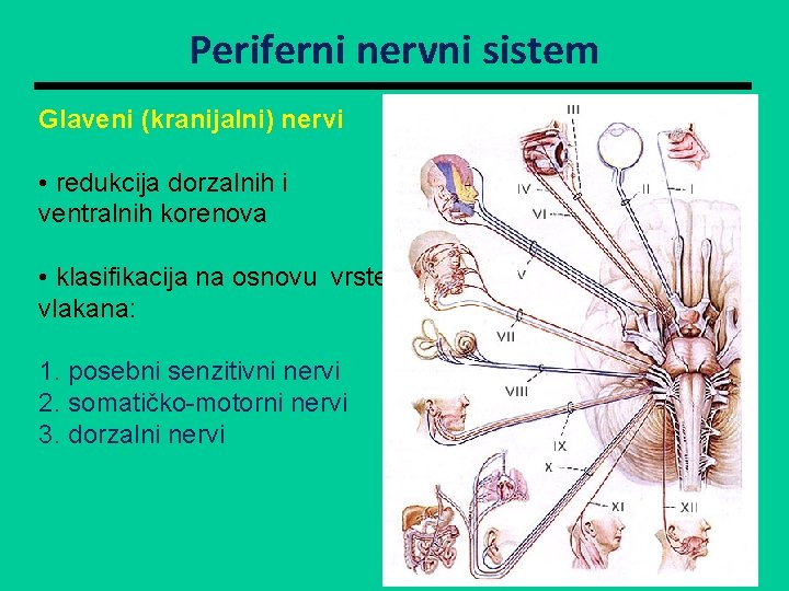 Periferni nervni sistem Glaveni (kranijalni) nervi • redukcija dorzalnih i ventralnih korenova • klasifikacija