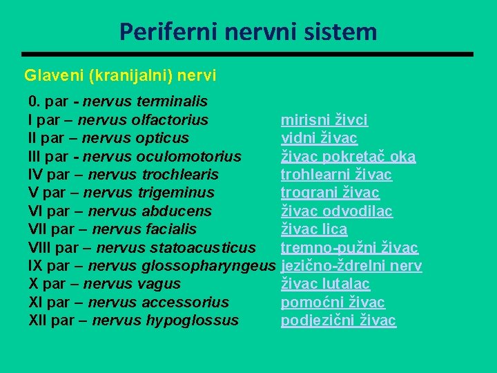 Periferni nervni sistem Glaveni (kranijalni) nervi 0. par - nervus terminalis I par –